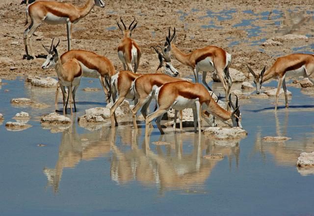238 Etosha NP, springbok.JPG